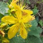 Hypericum maculatumΛουλούδι