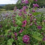 Malva arboreaКвітка