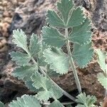 Pimpinella cumbrae Leaf