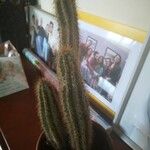 Echinocereus engelmannii Ліст