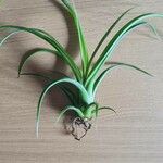 Tillandsia paucifolia Frunză