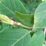 Magnolia sieboldii Gyümölcs