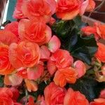 Begonia grandisFlor