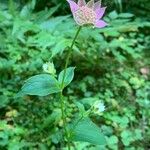 Astrantia maxima Leaf