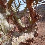 Commiphora schimperi Bark