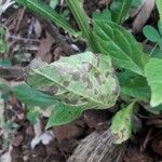 Neurolaena lobata Leaf