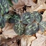 Trillium sessile Levél