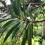 Podocarpus coriaceus Leaf