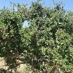 Cordia monoica Hoja
