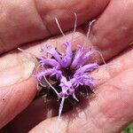 Liatris squarrosa Kukka