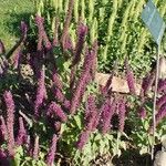 Teucrium hircanicum Habit