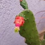 Opuntia cochenilliferaCvet