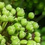 Allium atropurpureum Fruit