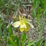 Aquilegia flavescens Kvet