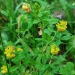 Trifolium aureum Květ