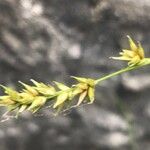 Carex divulsa Flor