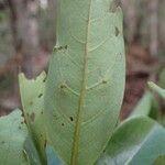 Terminalia gatopensis ᱥᱟᱠᱟᱢ