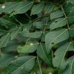 Albizia zygia Hoja
