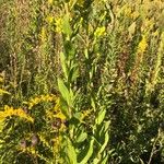 Solidago rigida Folla