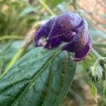 Capsicum pubescens Flor