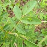 Rosa woodsii Blad