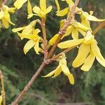 Forsythia viridissimaVirág