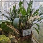 Coelogyne sulphurea 整株植物