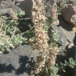 Sideritis montana Likasa