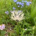 Centaurea cheiranthifolia Blodyn