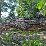 Vachellia farnesiana Bark