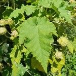 Abutilon vitifolium Blad