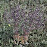 Salvia aethiopis Цвят