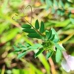 Vicia lutea Leaf