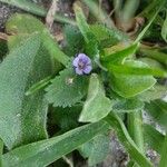 Stemodia verticillata Flor