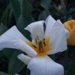 Tulipa fosteriana Flor