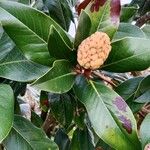 Magnolia grandiflora Folla