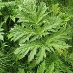 Heracleum sosnowskyi List