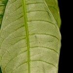 Psychotria laselvensis Leaf