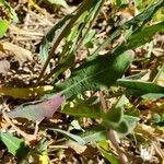 Sonchus bulbosus Levél