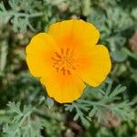 California poppy flowerBlüte