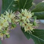 Boscia mossambicensis Flor