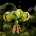 Lilium pyrenaicum Цвят