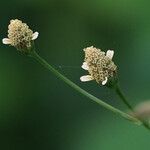 Acmella uliginosa Flor