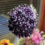 Scabiosa atropurpureaFlower