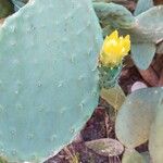 Opuntia ficus-indicaFlower
