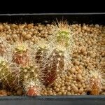 Cipocereus minensis Hábito