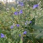 Scutellaria incana Flor