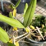 Bulbophyllum scaberulum Feuille