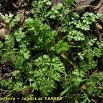 Anthriscus caucalis Costuma
