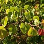 Cercis siliquastrum Feuille